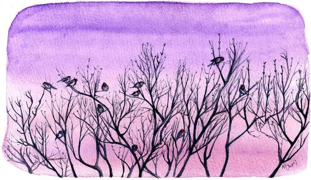 Redpolls by Mari Basiletti