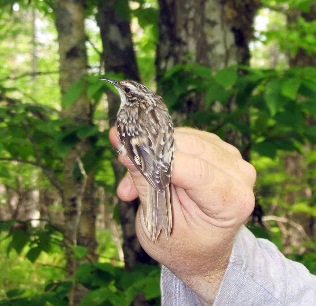 Brown Creeper [photo: courtesy Macphail Woods]