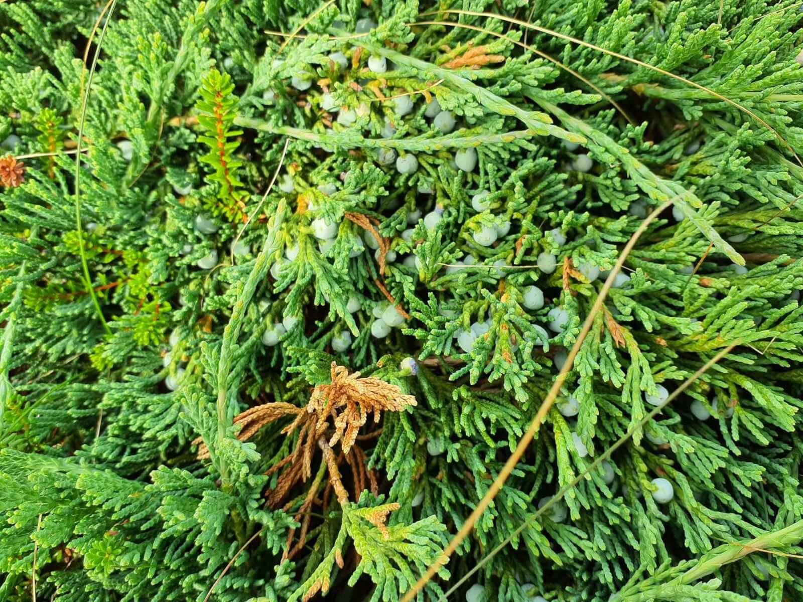 Creeping juniper [submitted]