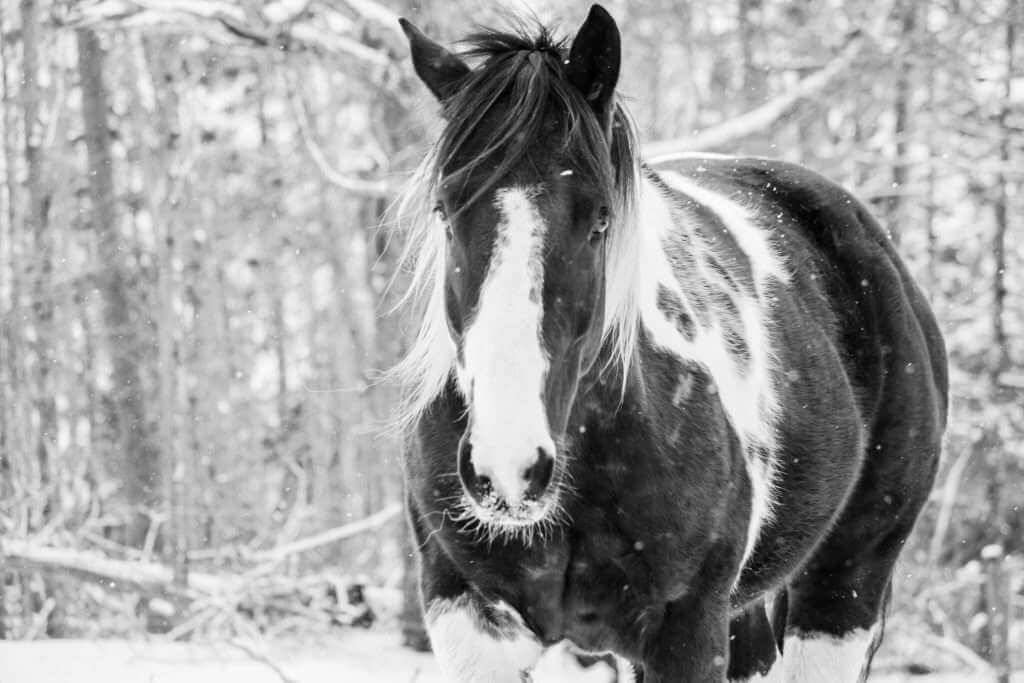 A Snowy Day In February by Elize Blacquiere