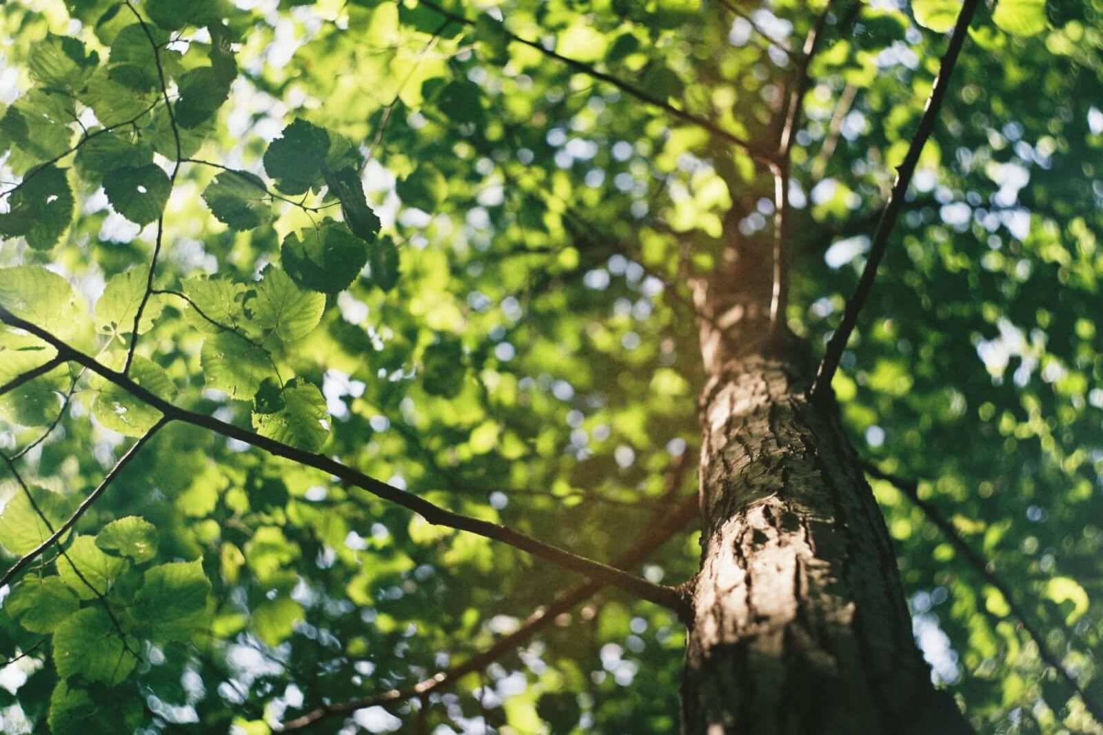 Photo by David Vig [Unsplash.com]