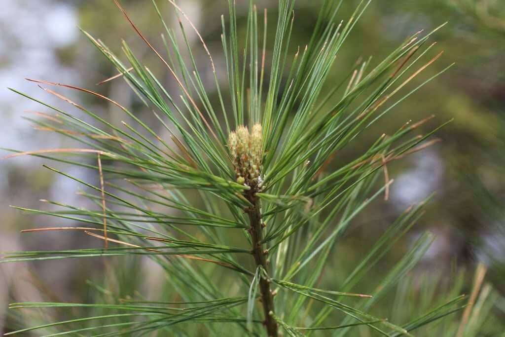 White Pine needles [MacPhail Woods]