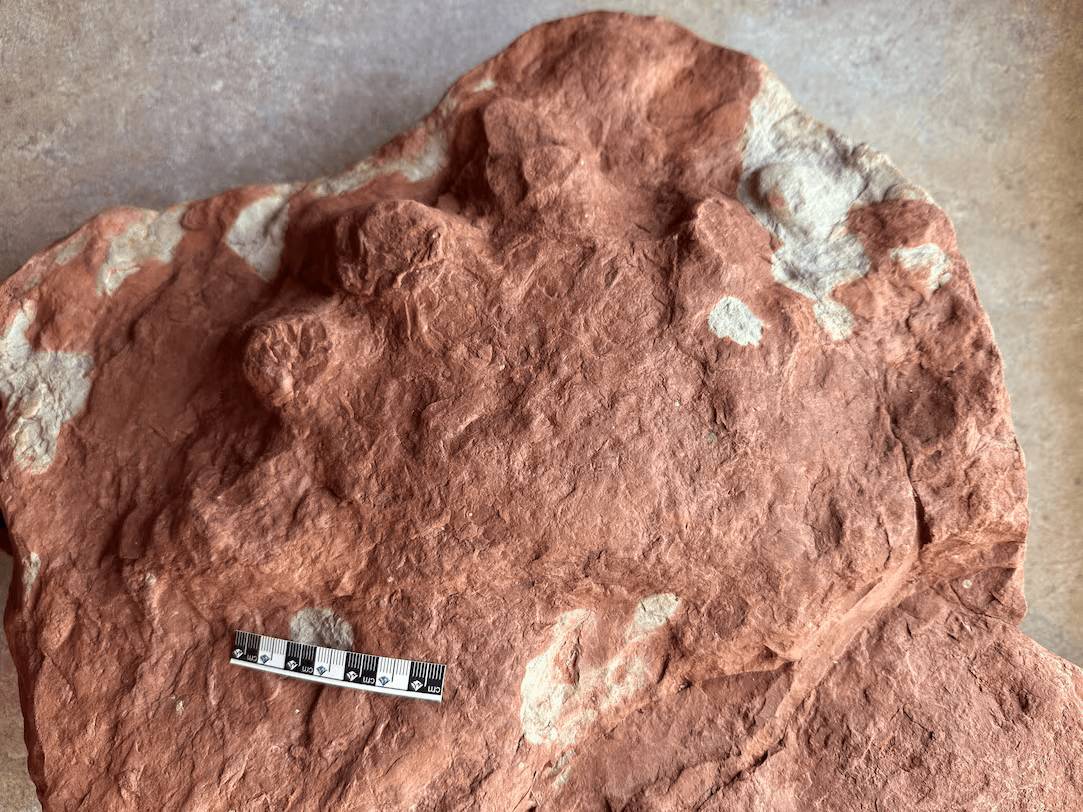 John Calder fossil [submitted]